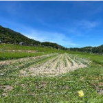 京都府南丹市園部町                    畑